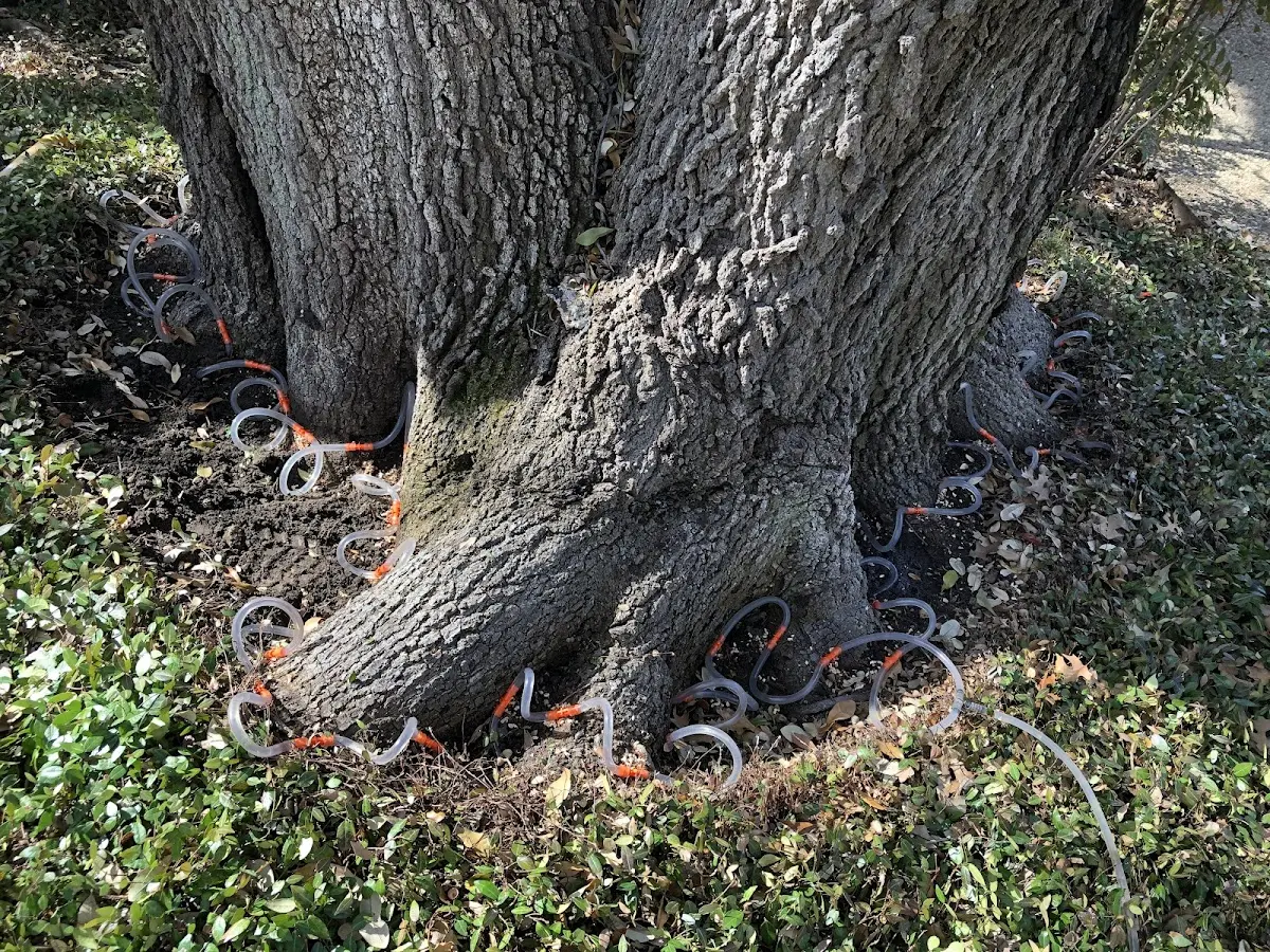 Detailed Tree Cabling and Bracing job site in New London