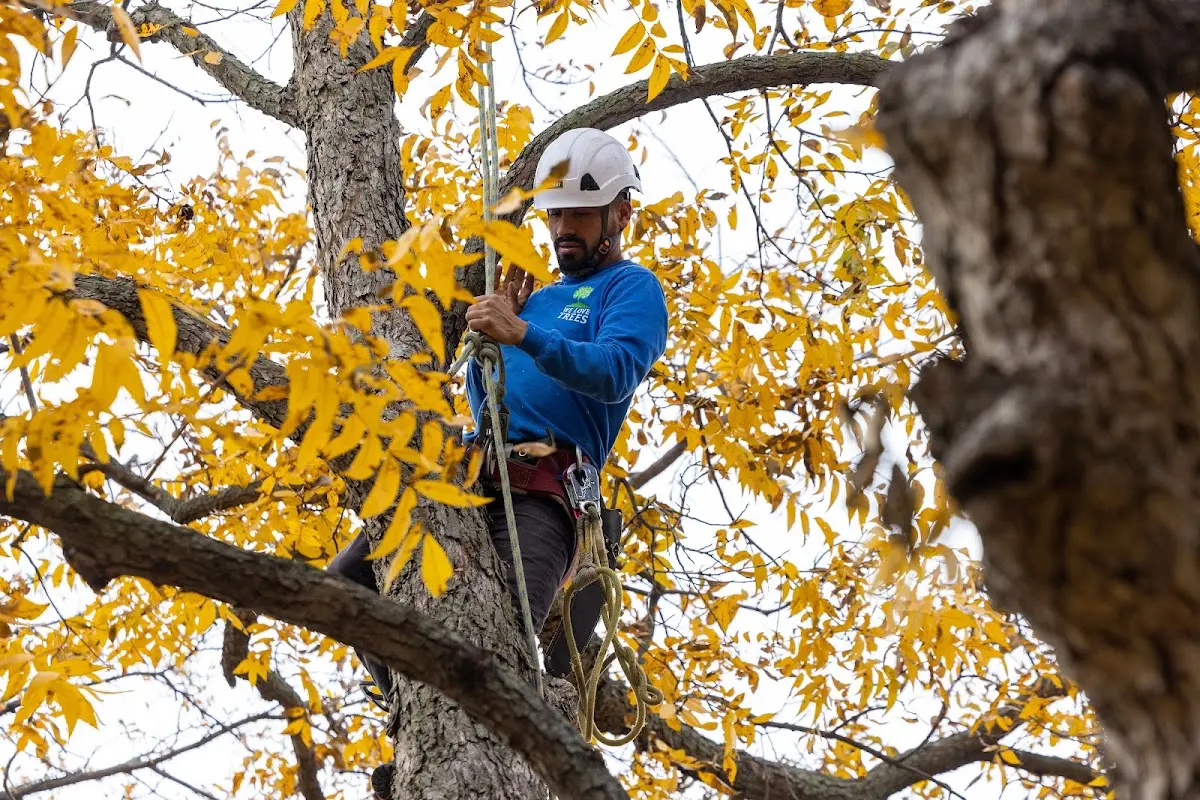 Skilled Tree Planting crew working in New London
