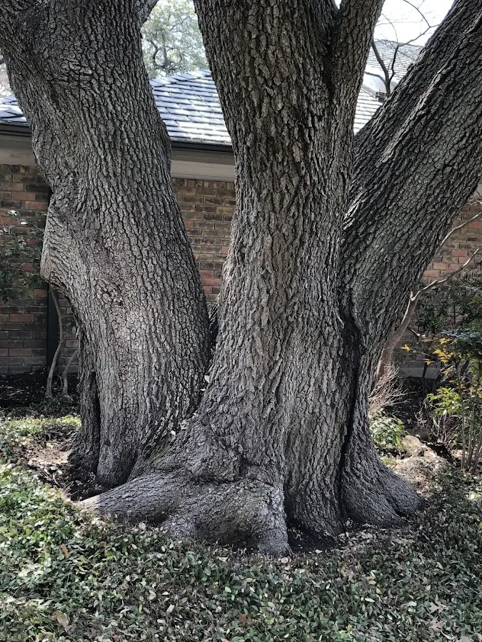 Mature heritage tree close to a New London property cared for by certified arborists